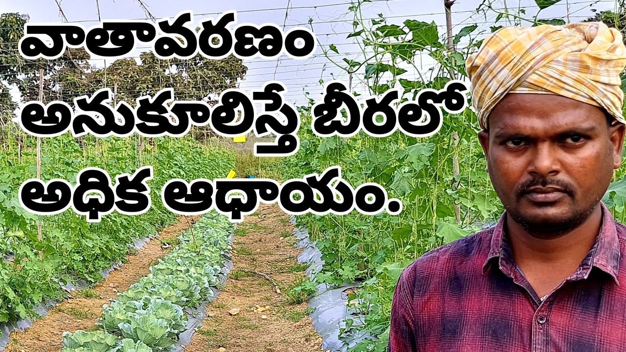 ఎకరాన బీరలో రూ:2,00000 ఆదాయం|Ridge Gourd Cultivation In Telugu|Beera Sagu In Telugu.