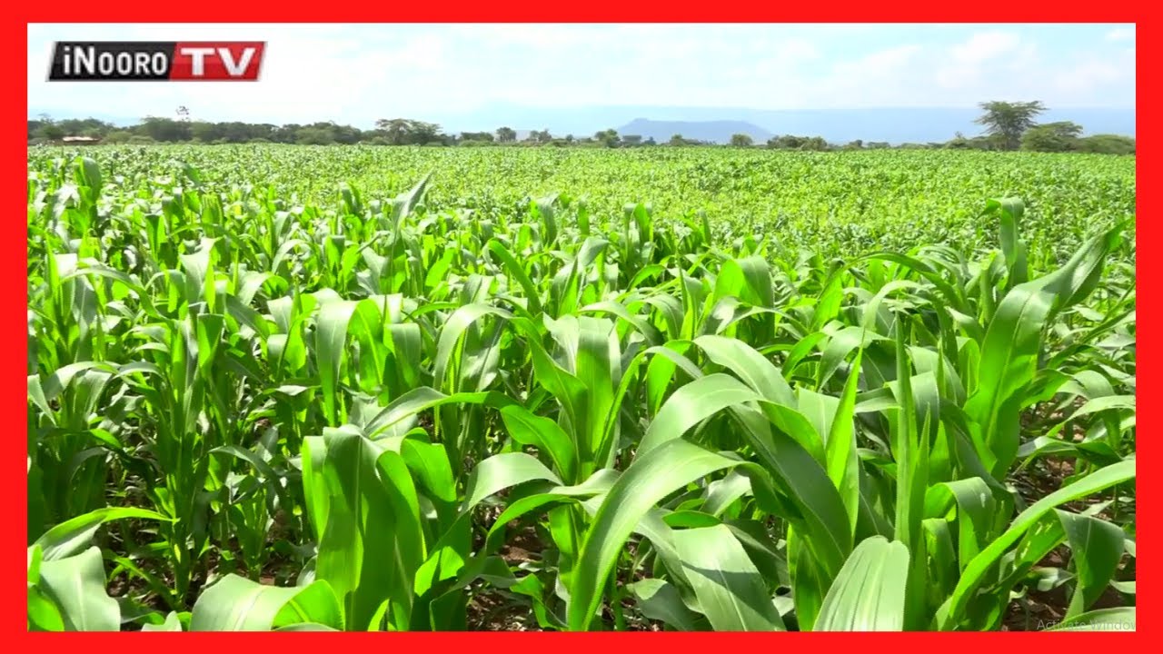 Urimi mugaciru wa mbembe Kagio: #MugamboWaMurimi PART 1