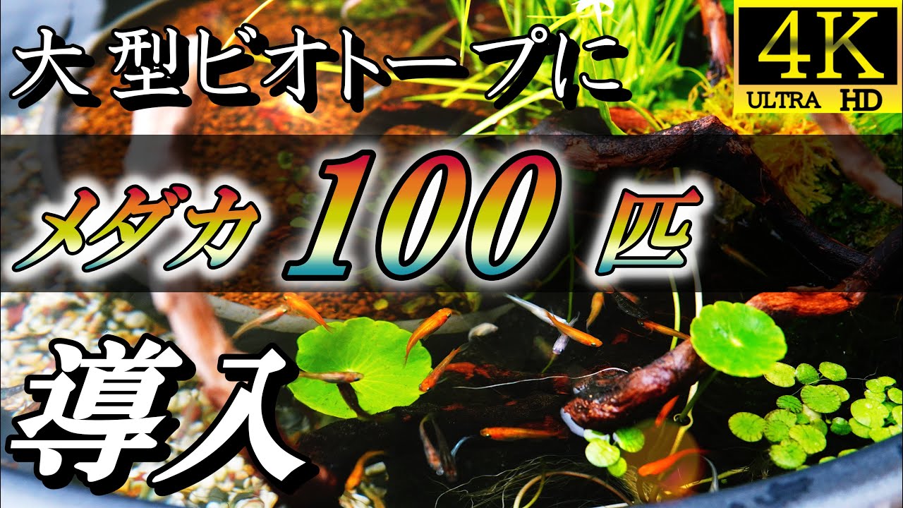 【大型ビオトープ】メダカ100匹を一斉導入する【睡蓮鉢／睡蓮／水生植物／池／庭／三色メダカ／幹之メダカ／楊貴妃／ビオトープ作り方／アクアリウム】