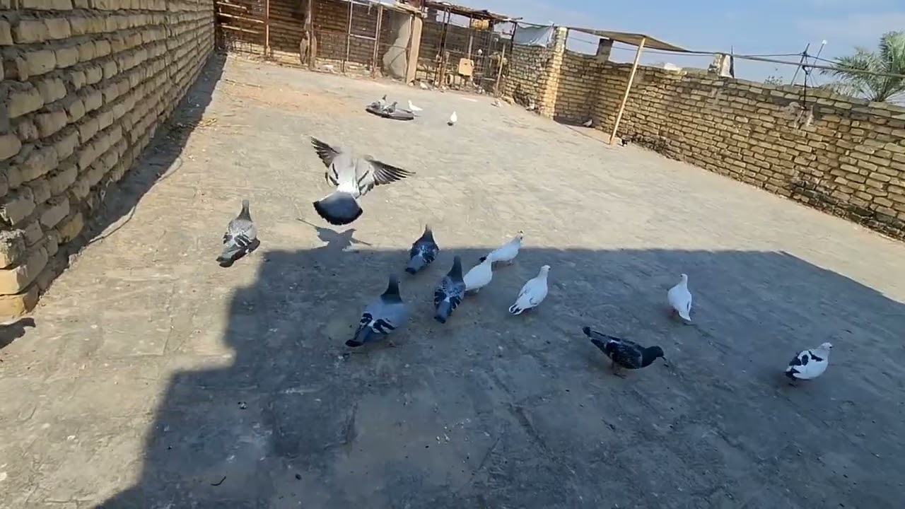 صيد اليوم تار مدري شنو وطلعنه الزواجل الطيور كلها بيضت 