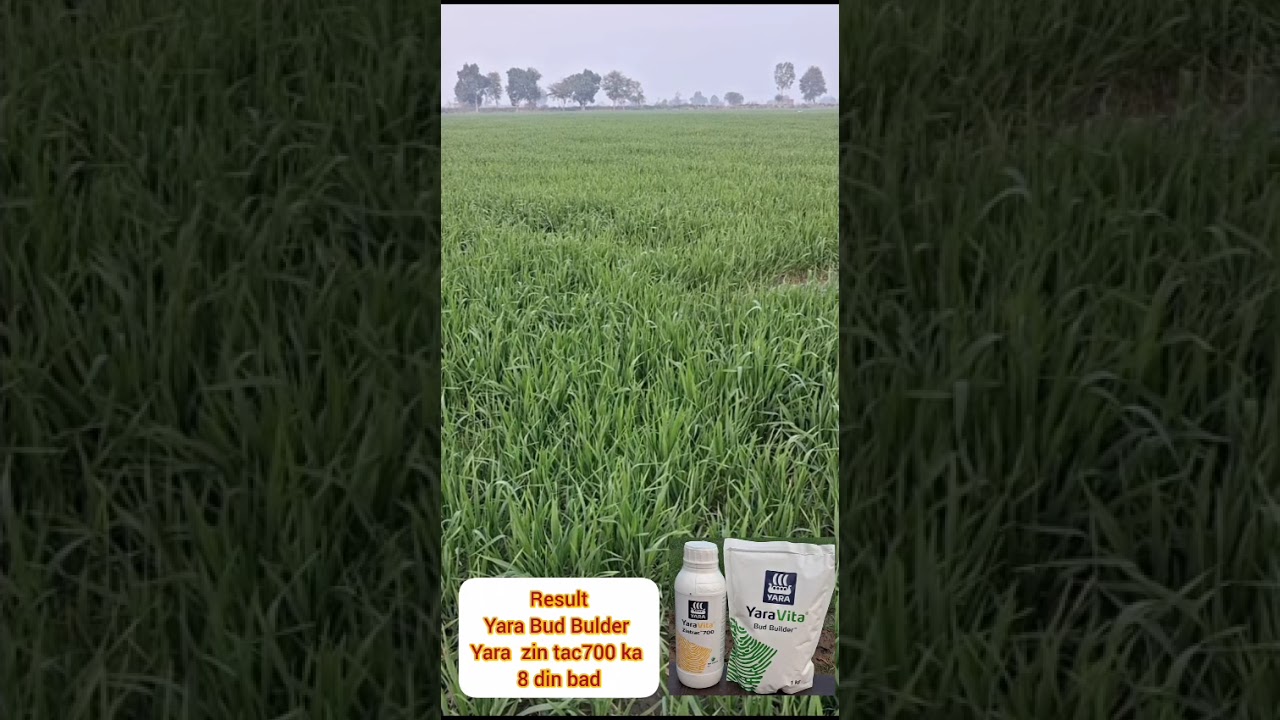 Yara Bud Bilder और Yara Zin Tac 700 जिंक के चौका देने वाले परिणाम मात्र 8 दिन बाद गेहूं की फसल में 