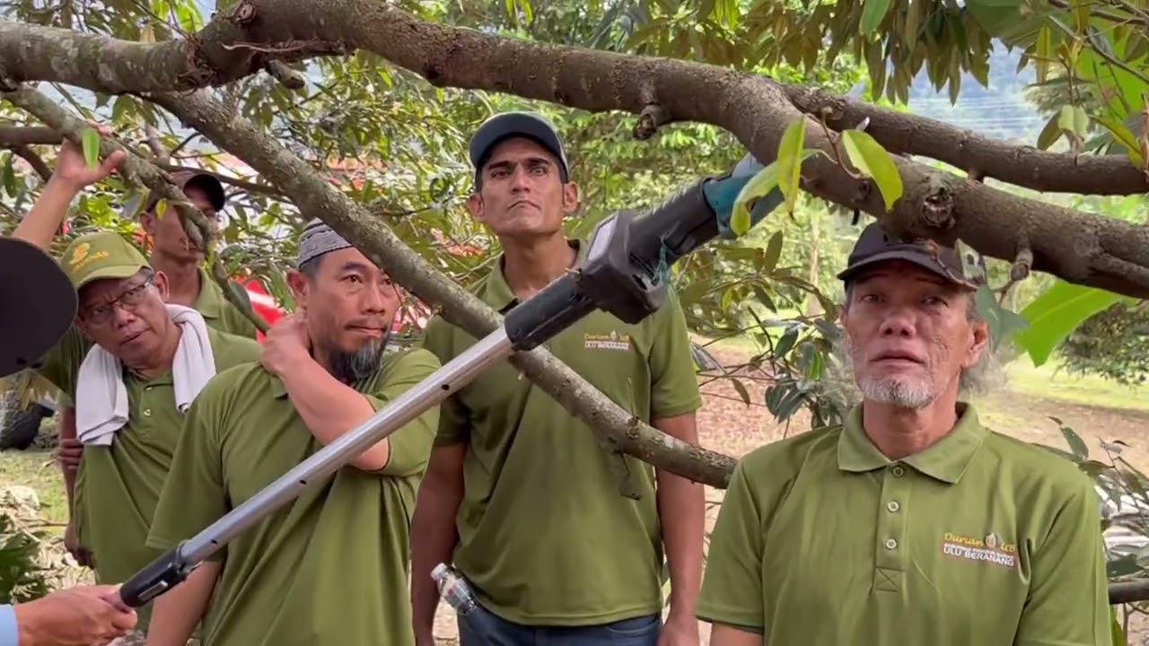 Pemangkasan Durian Pokok MatangPruning for Matured Durian Tree 榴莲大树的修剪