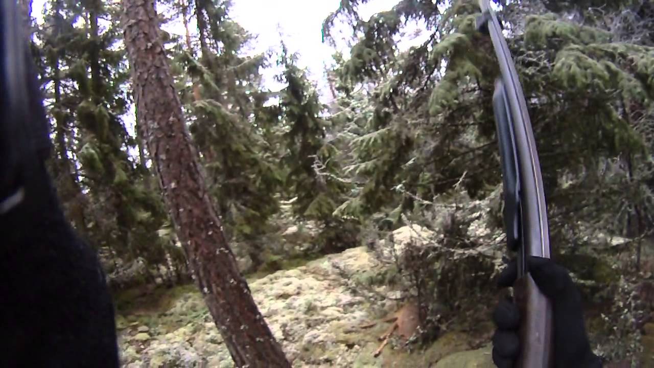 R&aring;dyrjakt med Dachs &aring; hagle