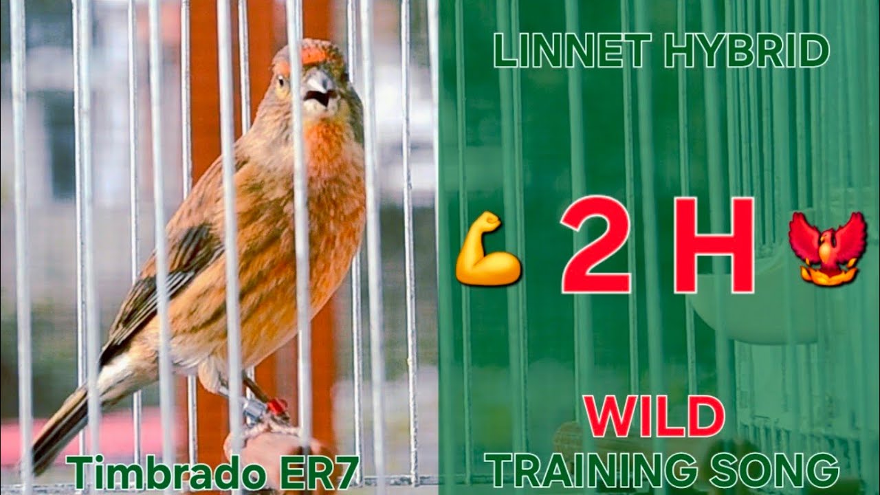 Next Gen. 💪 Hybrid - Mule 🐦‍🔥 2h - Linnet / Pardillo x Timbrado Español Mixto - Canary Training Song