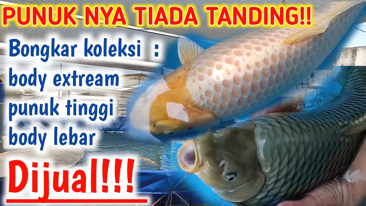 IKAN KOI SUPER LANGKA!Koleksi keeping ikan koi dikolam terpal|Angkat ikan koi dikolam vatt
