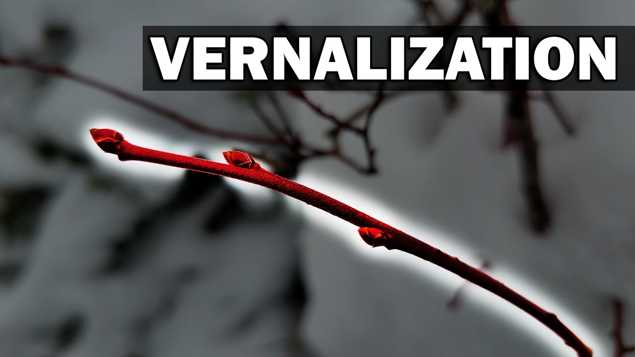 Vernalization - Garden Quickie Episode 34
