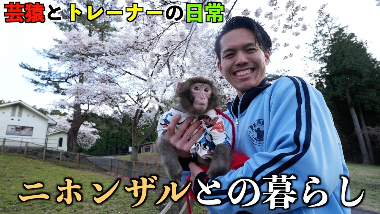 [個人チャンネル開設]　小猿「相棒」との共同生活が幸せすぎる話