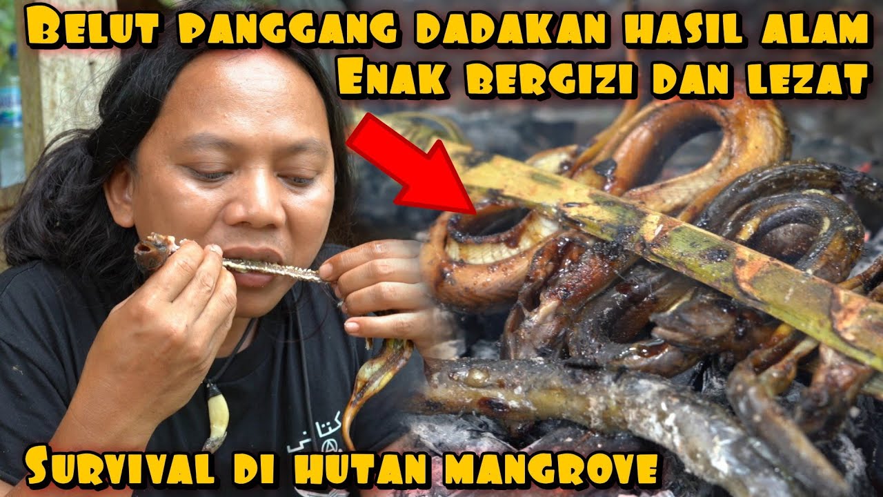 SURVIVAL BELUT PANGGANG HASIL BURUAN DI HUTAN MANGROVE