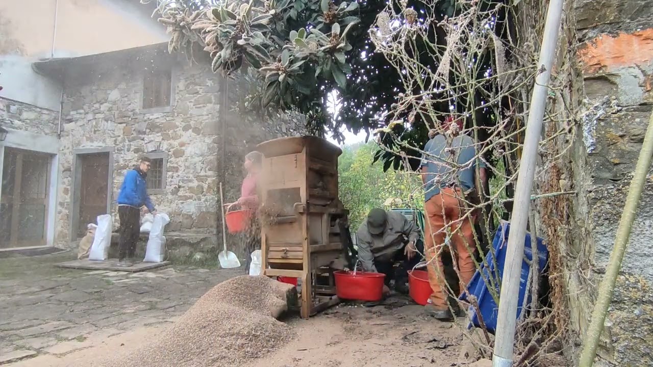 Ecco le castagne secche , la sbattitura delle castagne