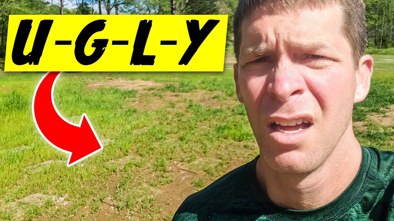 Step by Step Guide to Fix This Ugly Lawn