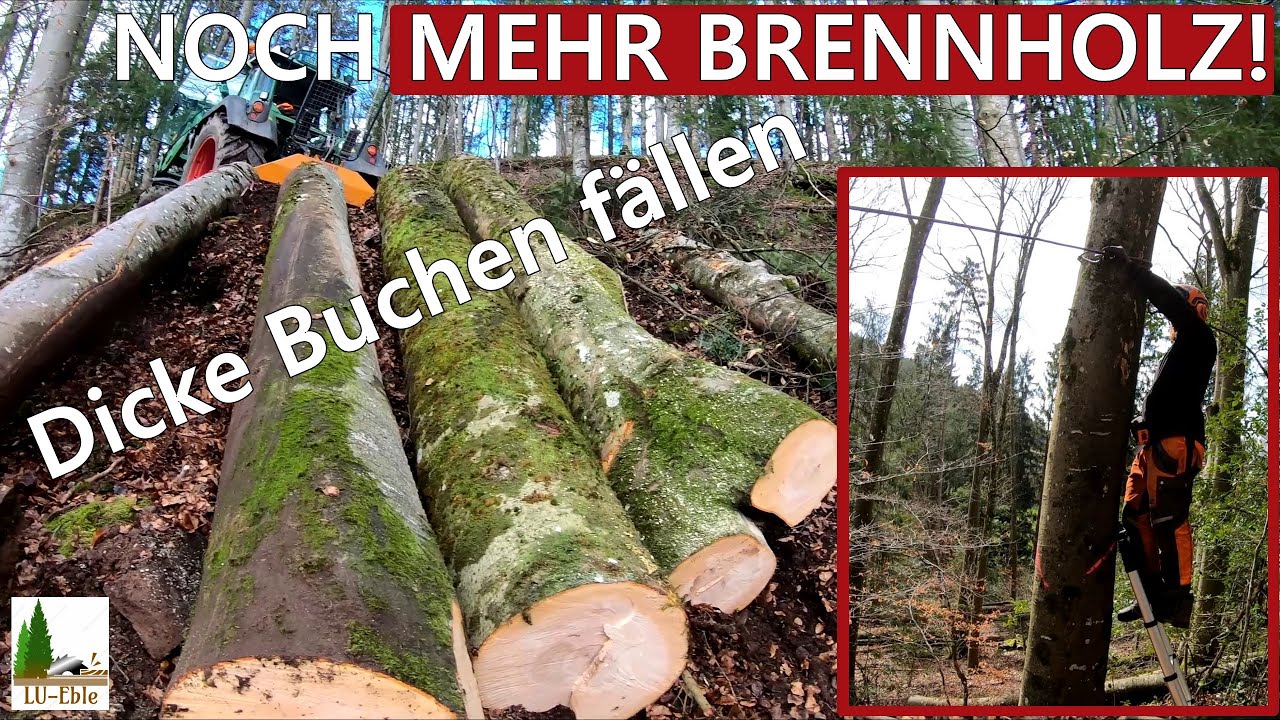 NOCH MEHR BRENNHOLZ! | Dicke Buchen fällen im Steilhang | Fendt Vario 312 mit Ritter D71 Seilwinde