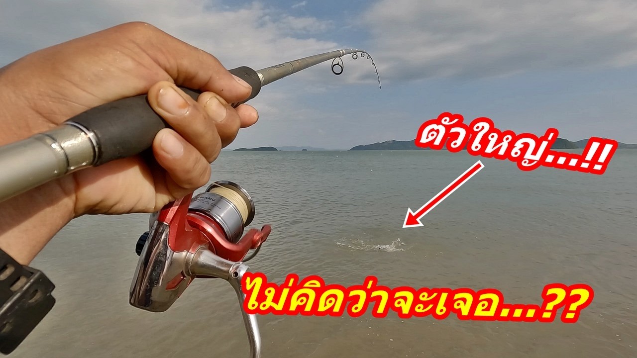 ไม่คิดว่าจะเจอปลาชนิดนี้ตัวใหญ่ตามชายฝั่ง