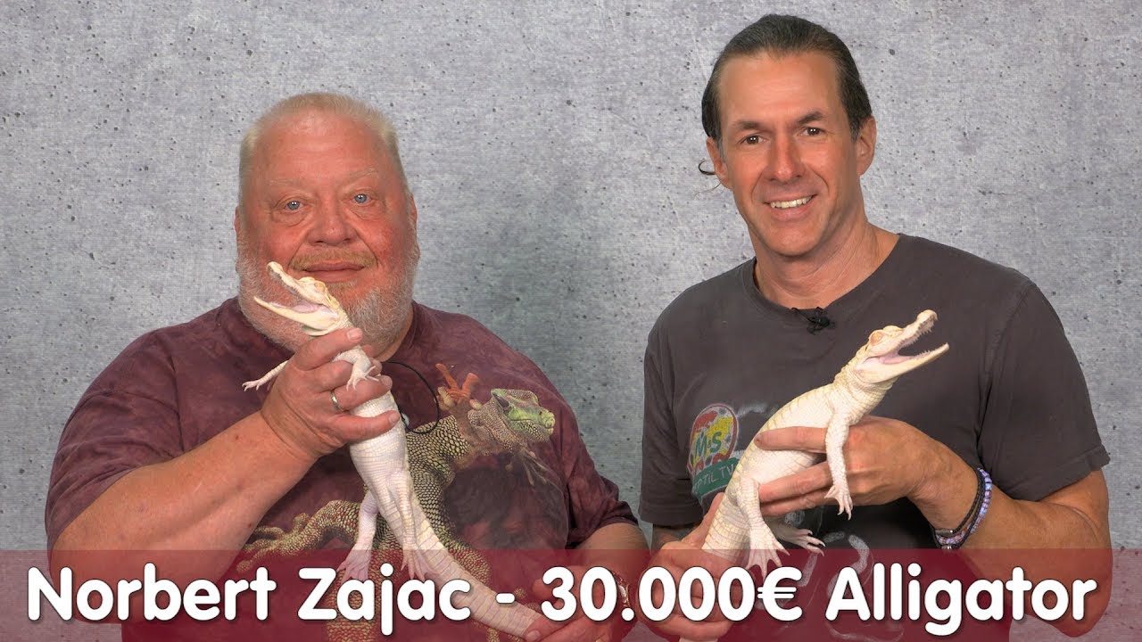 Kauft Norbert Zajac den 30.000€ Alligator? | Krokodil Basic bei M&S