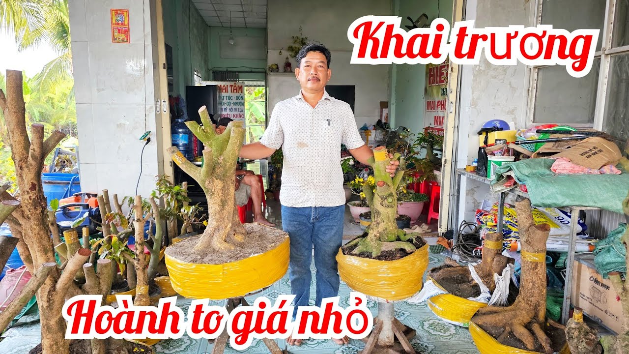 Lệ Tâm📲 O37699479O về lô mai mới phôi mai vàng giá rẻ 20/2 mùng 2 Tết (@MaivàngQuêdừa)