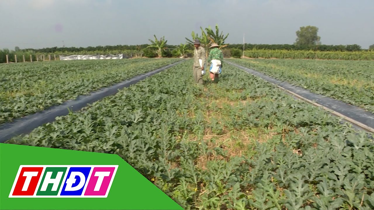 Nỗ lực sản xuất thắng lợi vụ dưa hấu Tết | Nông thôn ngày nay - 23/1/2026 | THDT