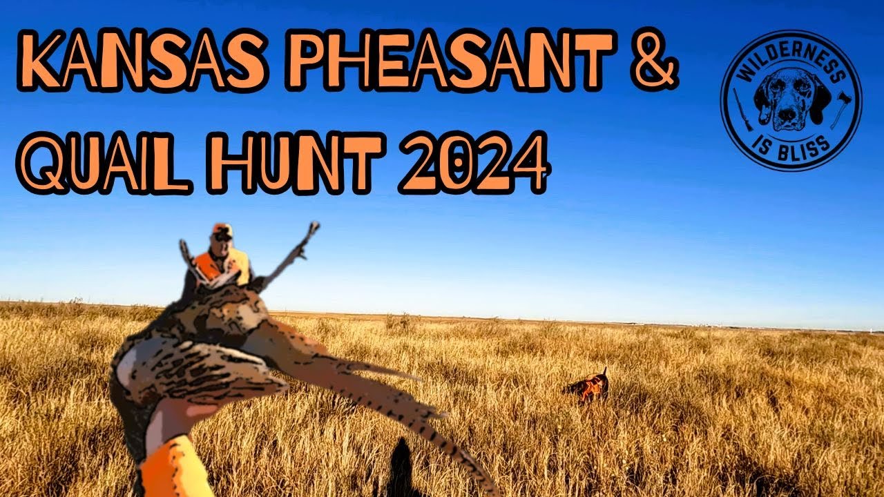 Awesome Dog Work, Terrible Shooting | Kansas 2024 Pheasant and Quail Hunt