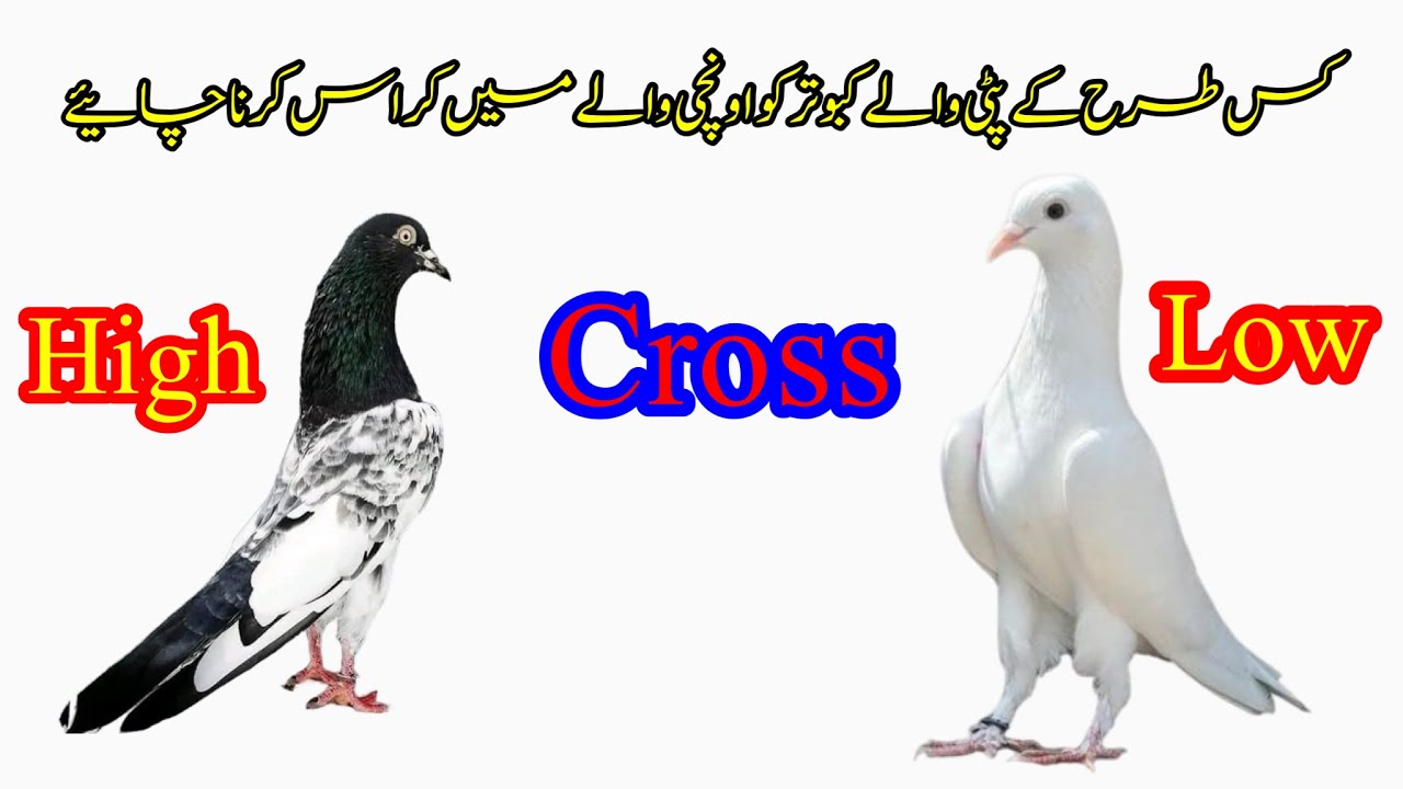 Kis Thran K Patti Wale Kabootar Ko High Flyer Cross Krna Chaiye || Afzaal Pigeons