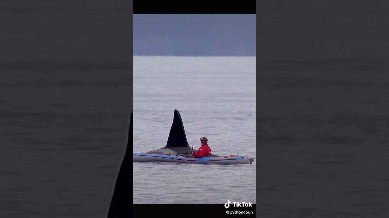 The friendly orca close to the kayak 