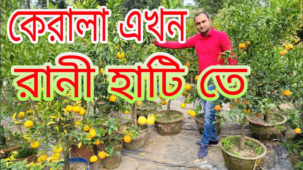 বিদেশি ফলের একমাত্র নির্ভরযোগ্য প্রতিষ্ঠান বৈদ্য নার্সারি। কেরালার সব বিখ্যাত ফল গাছ পেয়ে যাবেন।