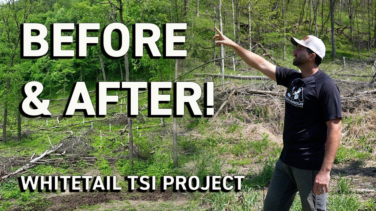 MASSIVE Whitetail TSI Project | Before and After (HUGE Changes!)