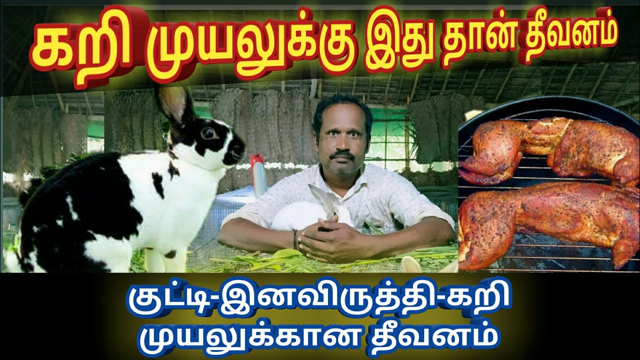 Meat Rabbit feed | கறி முயல் | இனவிருத்தி முயல்களுக்கான பிரத்தியேக தீவனம்| Village Vivasayam