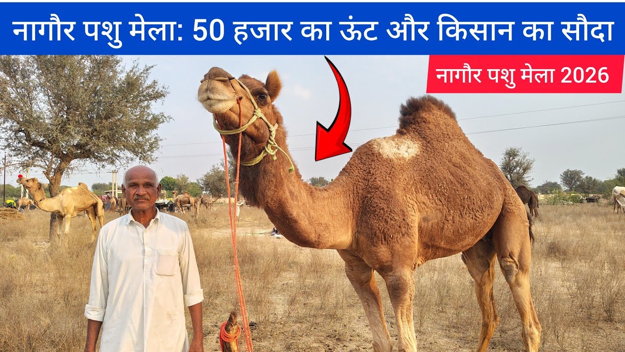 नागौर पशु मेला: 50 हजार का ऊंट और किसान का सौदा | Camel Market Nagaur