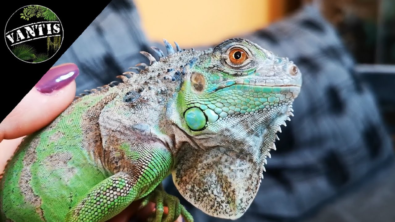 Legwan zielony - Hodowla dużych zwierząt - Iguana Iguana
