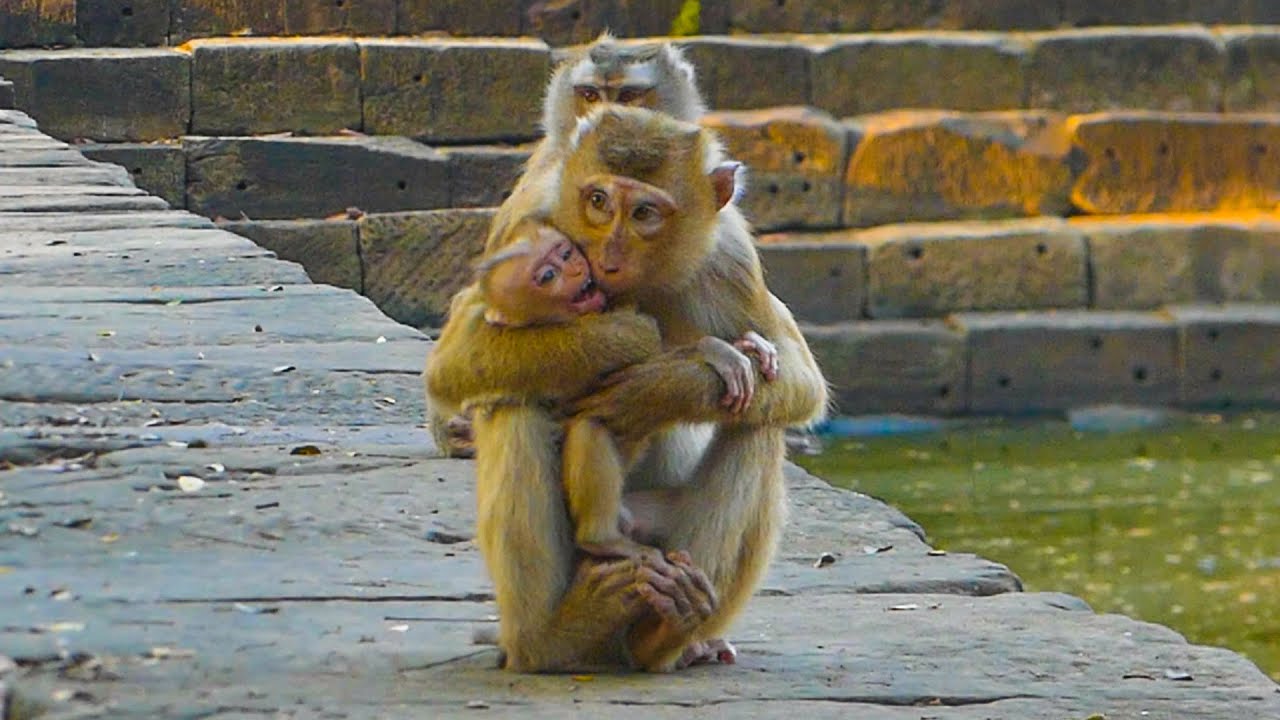 Monkey Libby can't Help baby Lily back from Pretty until Lily find way to her mama herself