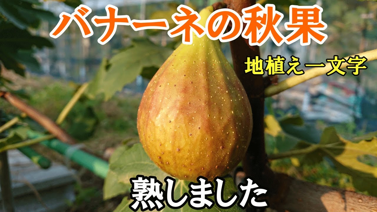 バナーネ2年生の秋果が熟しました　地植えイチジク一文字仕立て