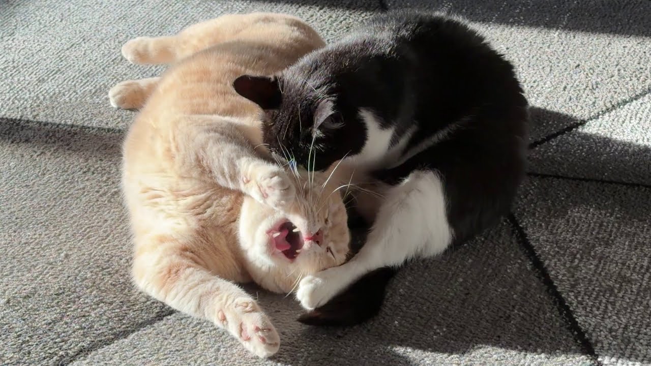 Cat Bites Other Cat And Makes Him Scream