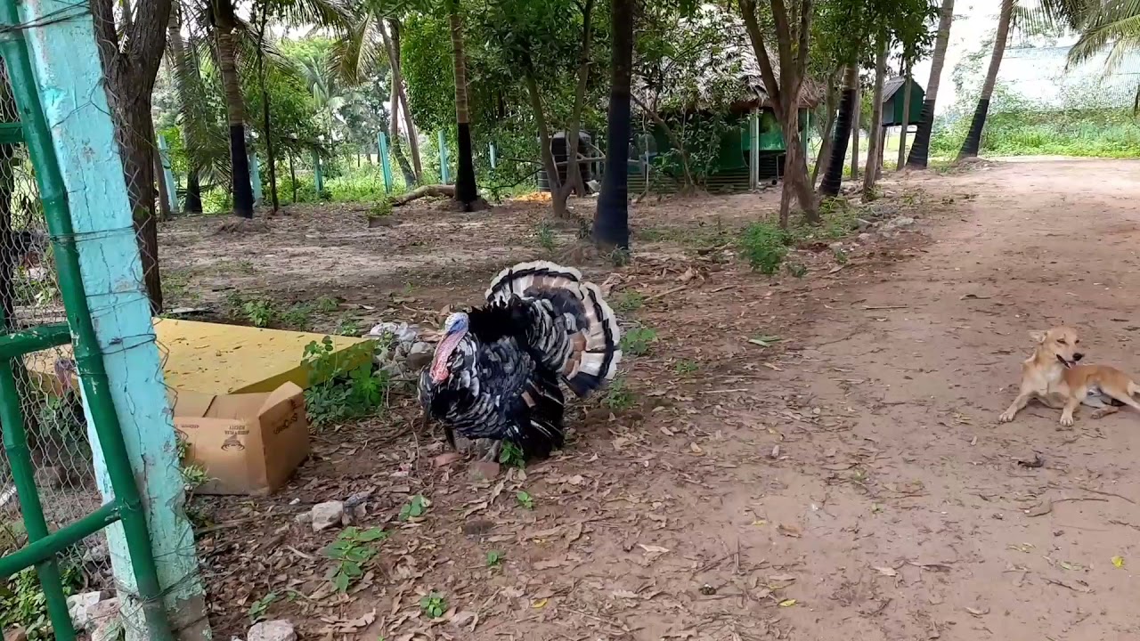 Farm in Bhuvanagiri, tamilnadu,india