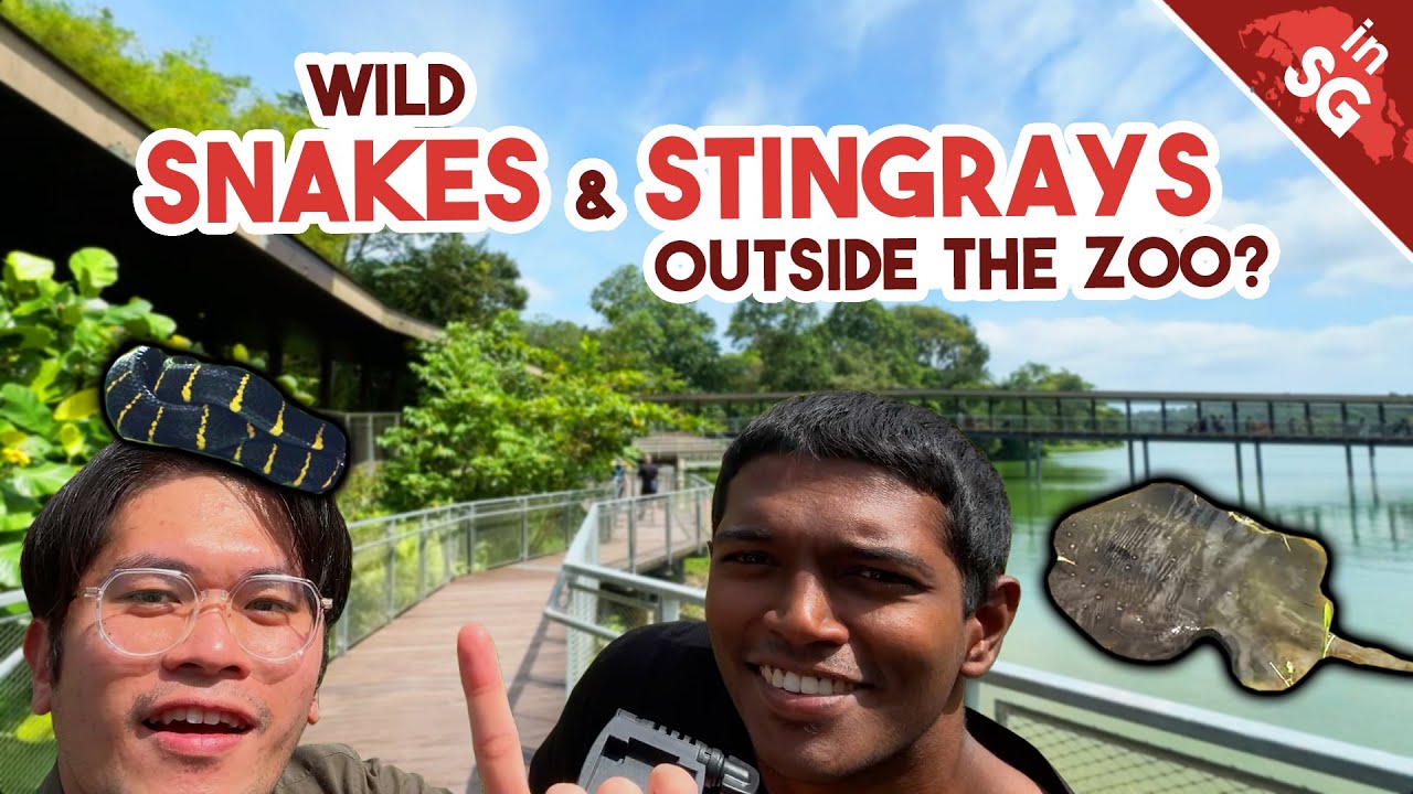 Exploring the NEW MANDAI BOARDWALK! | Snakes, Birds and Stingrays!