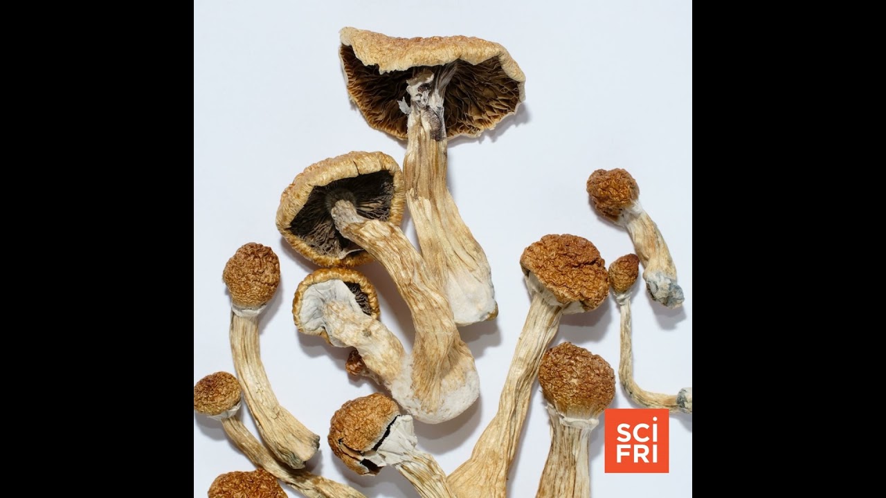 How Are State-Run Psilocybin Therapy Programs Going?