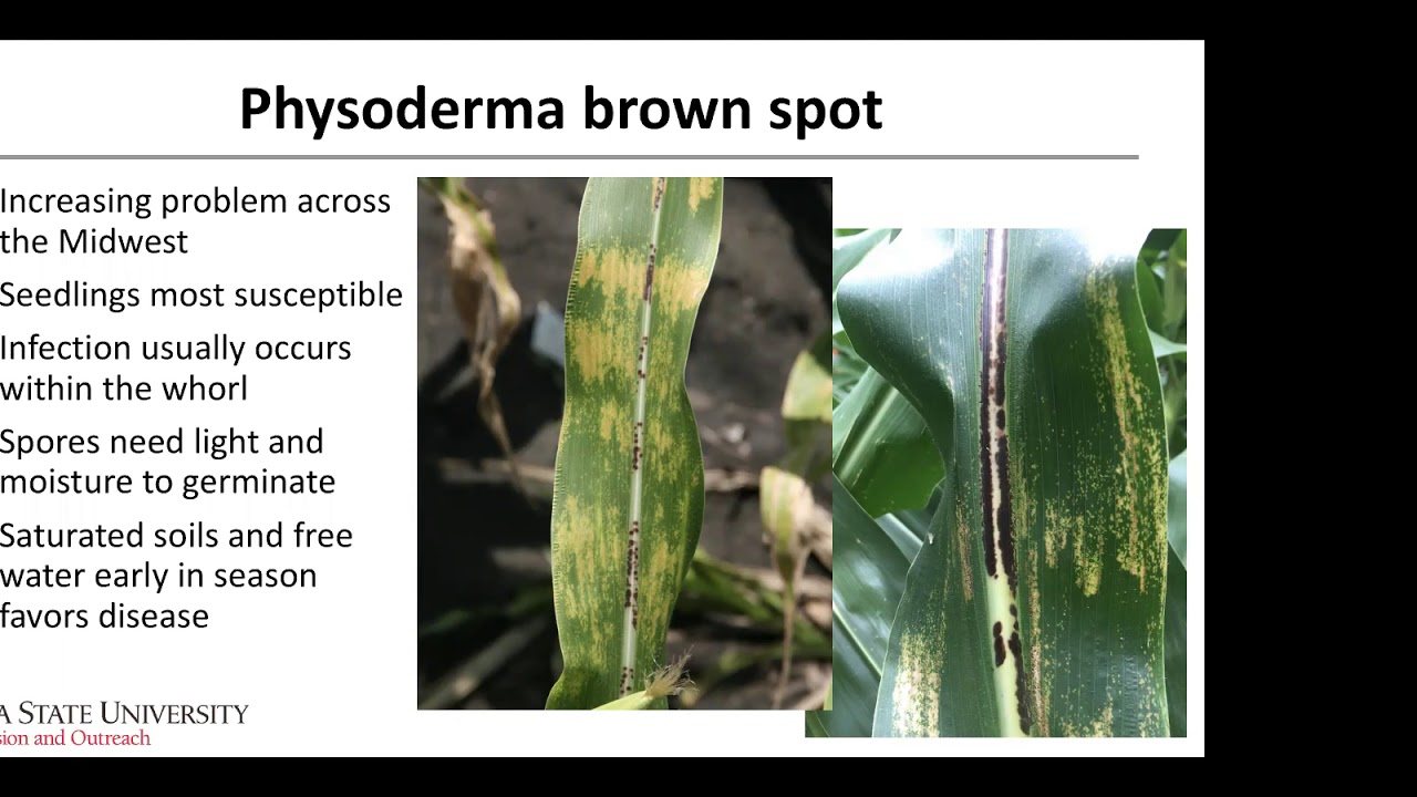 NC3 October 2019 Webinar: Climate Change&rsquo;s Impact on Field Crop Diseases