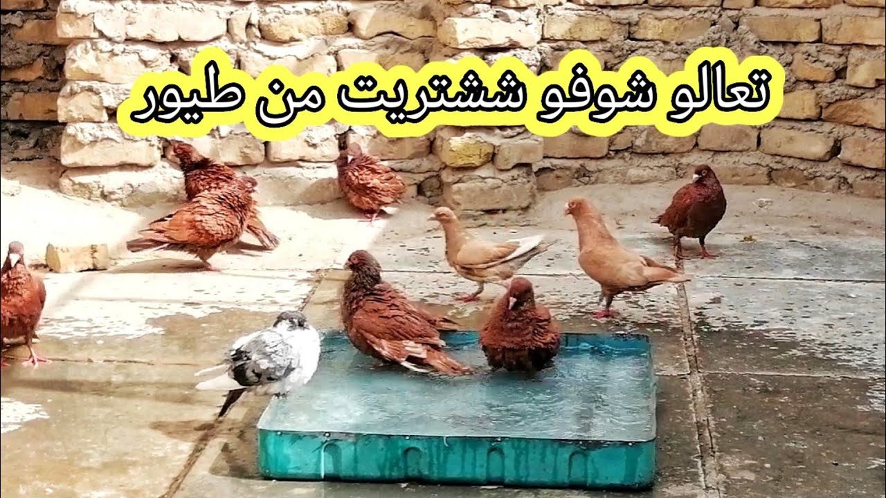 يوميات_سطح اليوم اشتريت طواير 2 جدد واشتريت 3 طيره ومحير وفرخ