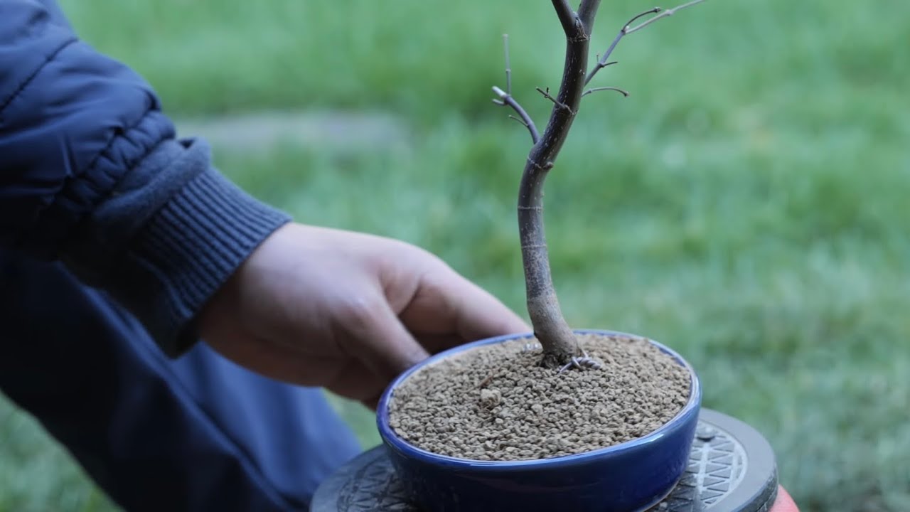 Japanese Maple Repot (4 years old)