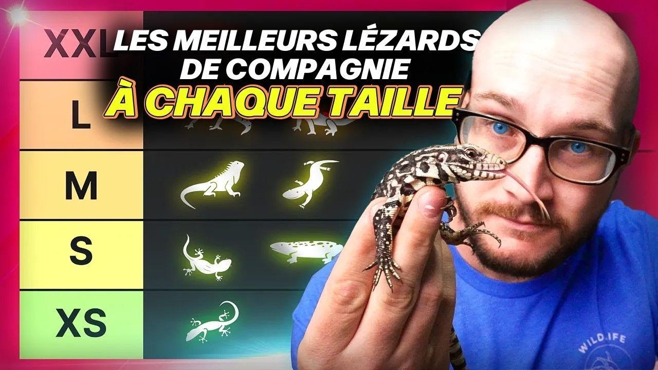 Le MEILLEUR lézard de compagnie à chaque taille !
