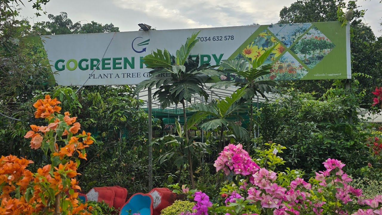 വല്ലിക്കോട് പത്തനംതിട്ട GoGreen Nursery | Hybrid Bougainvillea ചെടികളുടെ വമ്പൻ കളക്ഷൻ 