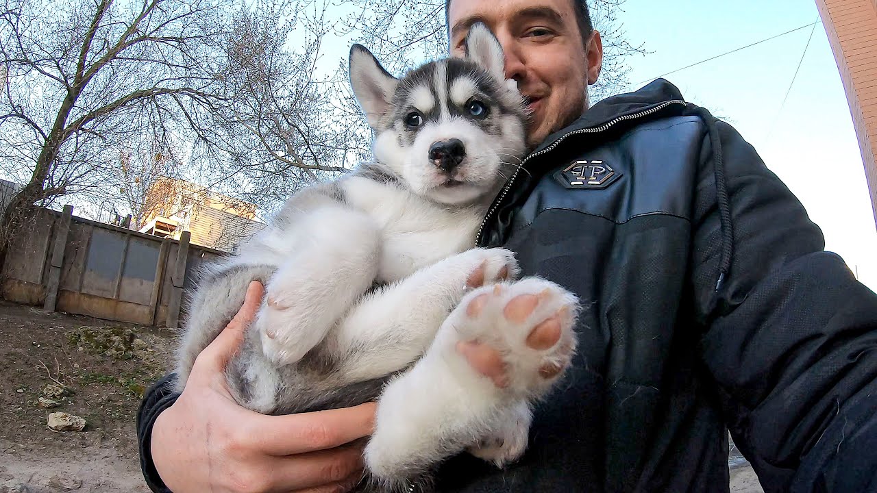 НОВЫЙ ПИТОМЕЦ ? щенки хаски самые милые щеночки