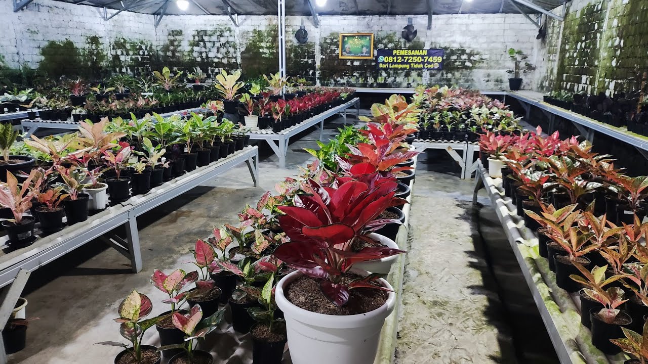 Tanaman Hias aglonema