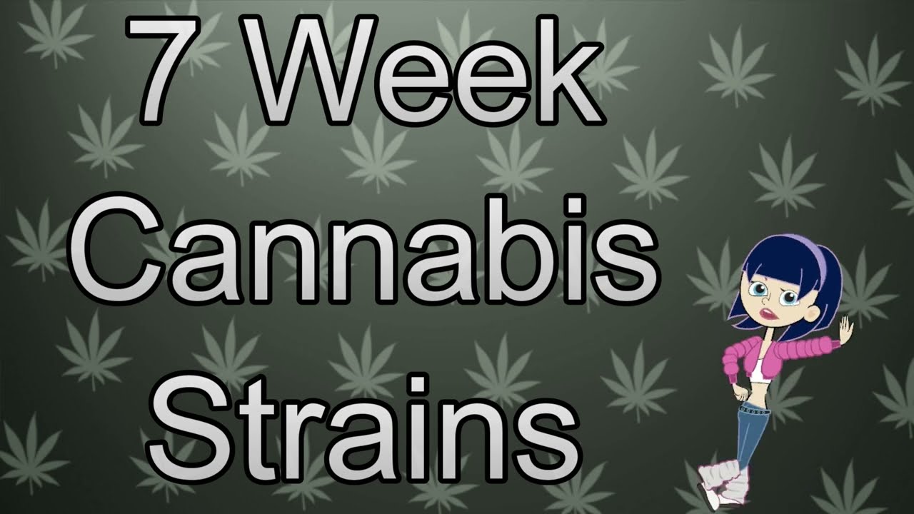 7 Week Cannabis Strains - Strain TV