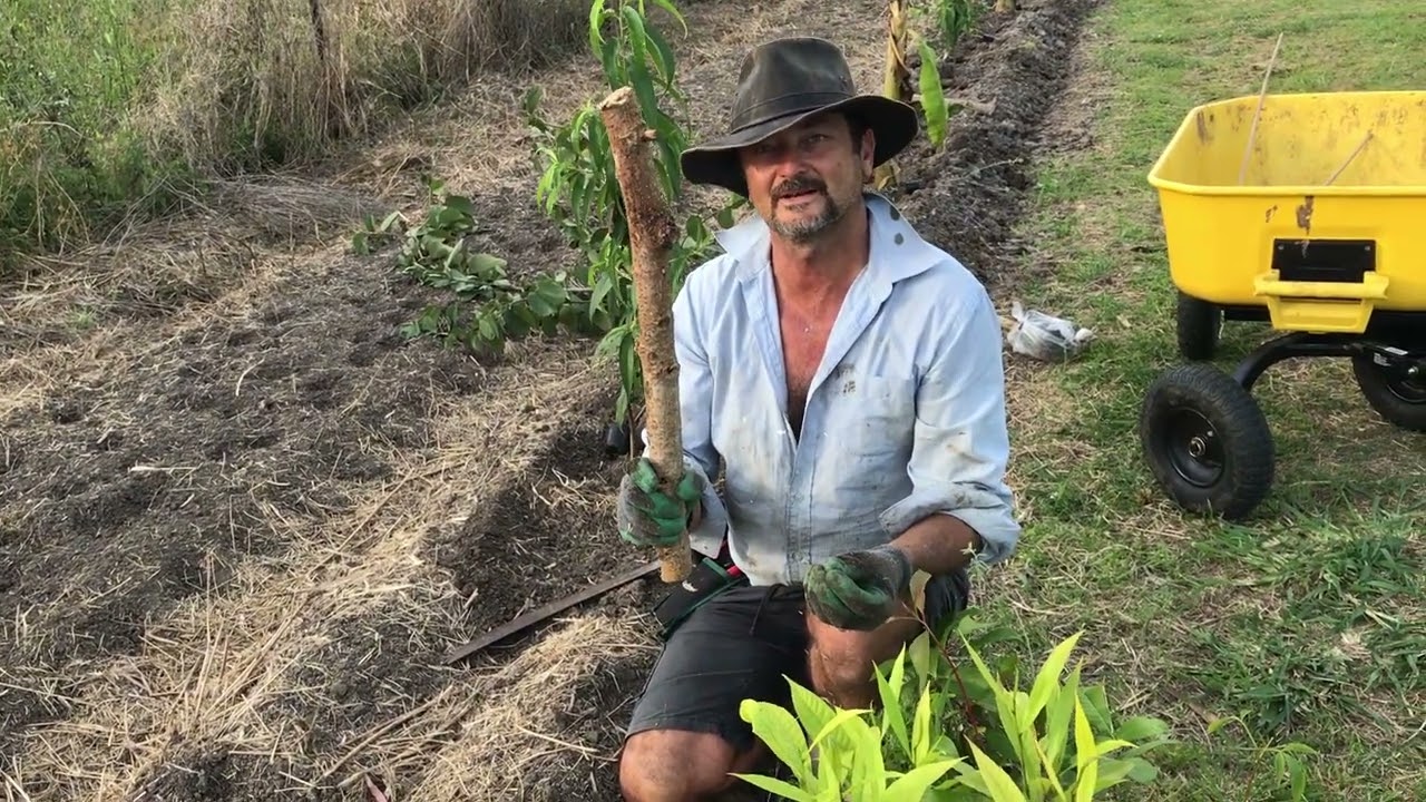 Syntropic Agroforestry in Australia: Video 35