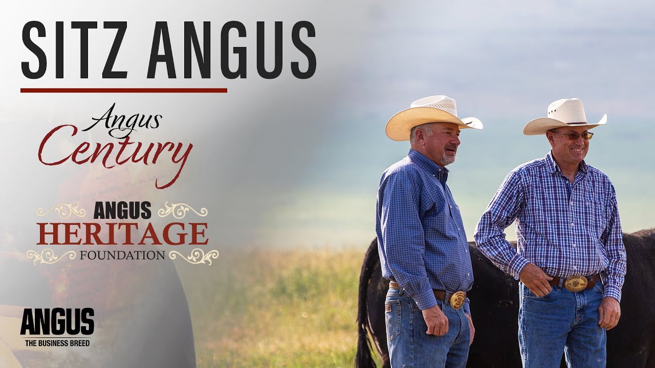 Sitz Angus | Angus Heritage Foundation and Angus Century (2024)