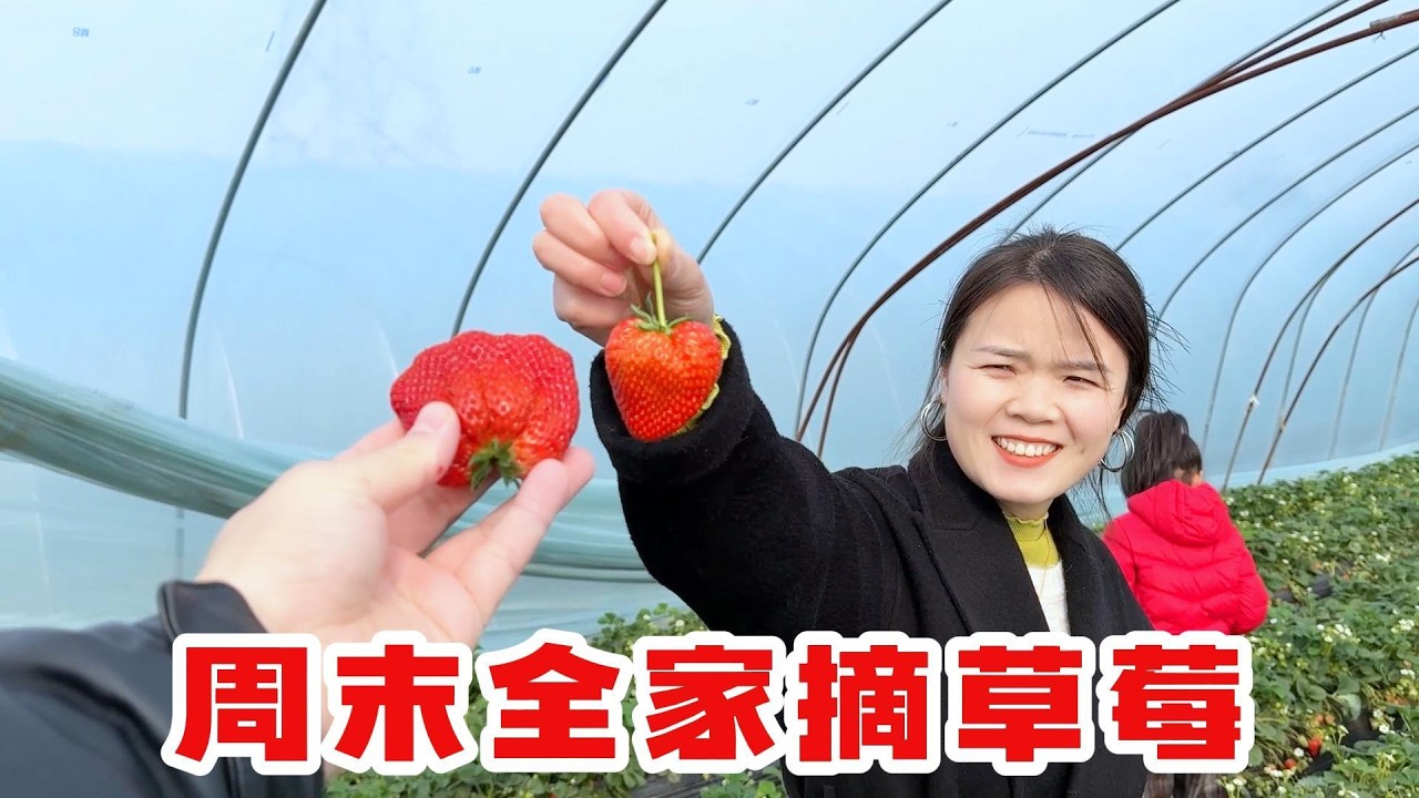 周末带着孩子们去摘草莓，变异的草莓好多啊