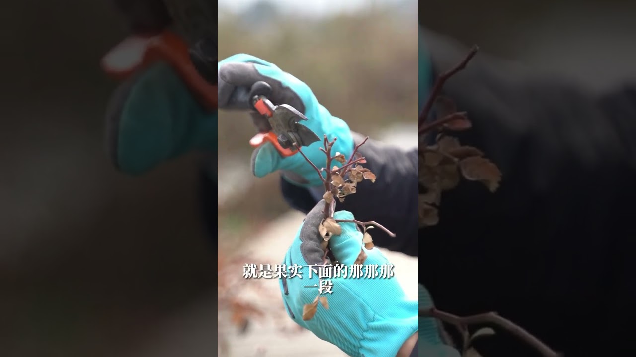 蓝色阴雨类小藤本，冬剪千万要小心！【天狼说月季】