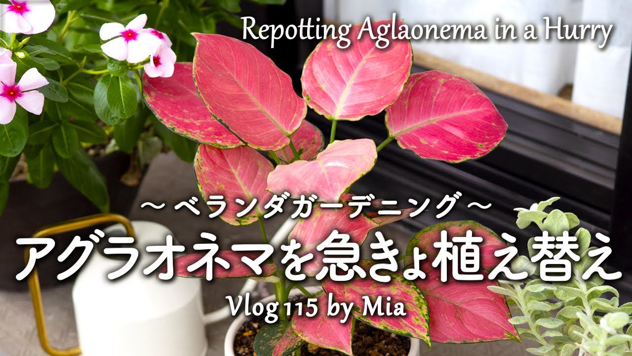 ぱったり倒れたアグラオネマを急きょ植え替えてあげました【観葉植物】 | ベランダガーデニング #115 Repotting My Aglaonema in a Hurry