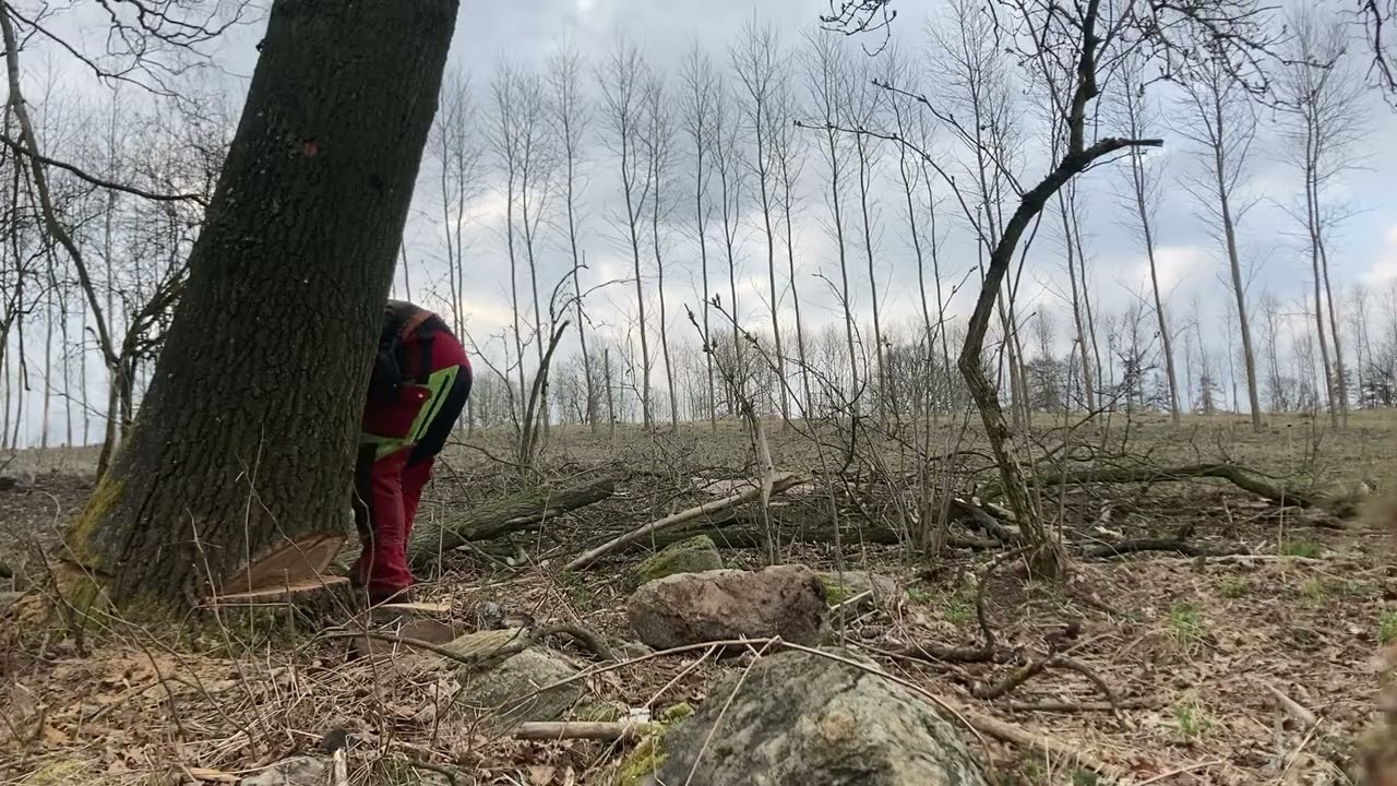 Stihl ms 462 x kácení nahnutého dubu