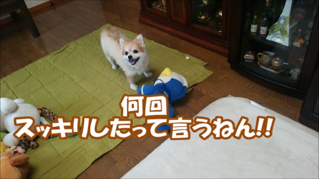 すぐキレるポメラニアン118 フンッ!カットされてもうたやん!