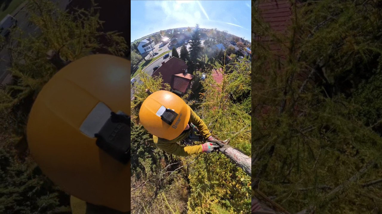 #wycinkadrzew #treeclimber #ropeaccess #treeclimbing #arborist