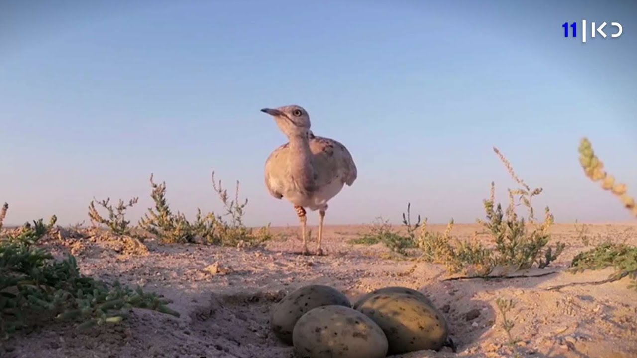 הנשרים בסכנה: בגמלא נשארו רק 36 מבעלי החיים הנדירים